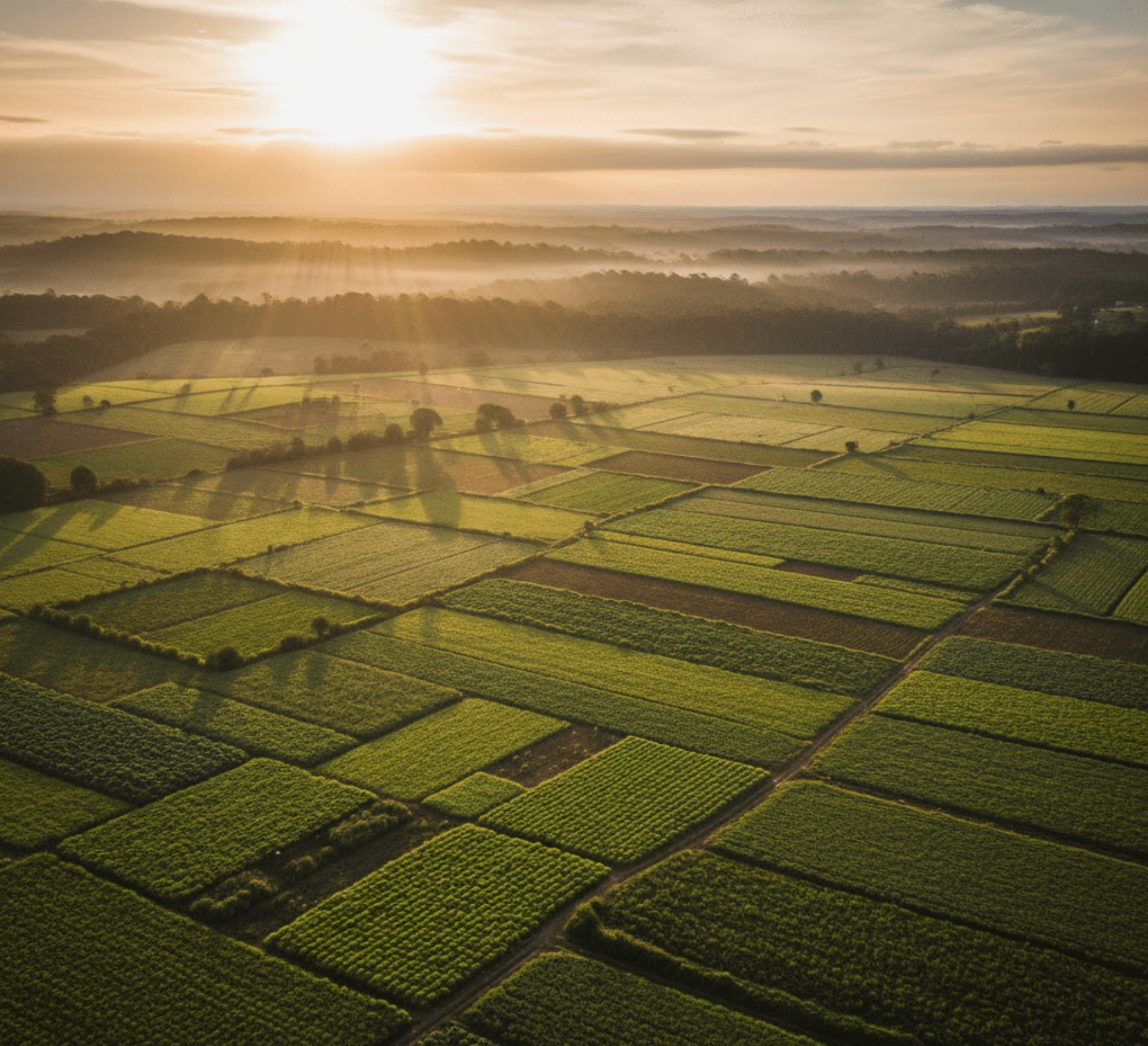 Vista aérea de plantação